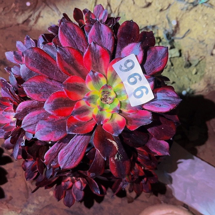 996火烧云多肉植物处理不售后