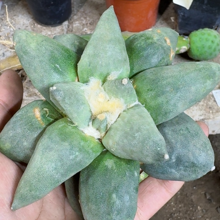 福利自根大玉牡丹654