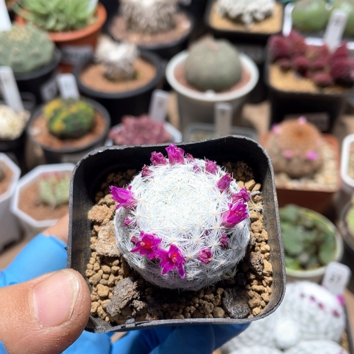 947大春心单头仙人球