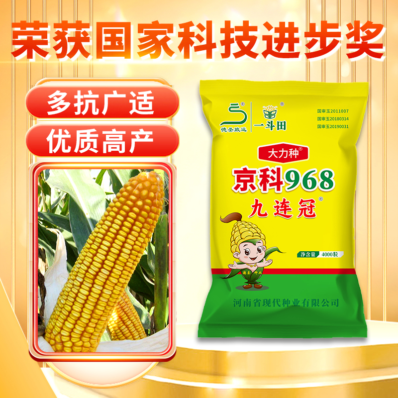 【多规格】九连冠京科968三国审高产玉米种子耐高温抗倒伏不挑地块