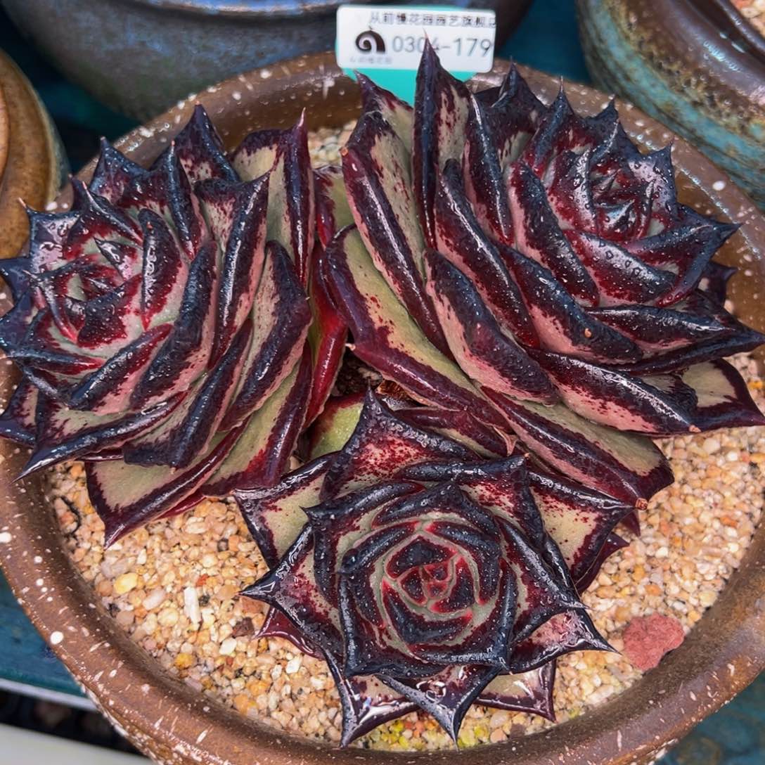 从前慢多肉精选编号0304.179