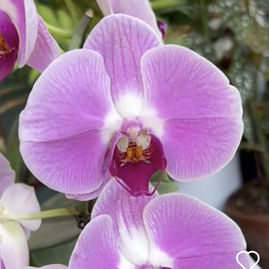 福囍【仙桃】蝴蝶兰基地直发