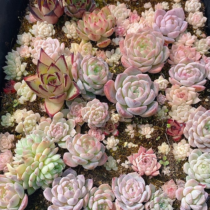 137 多肉植物盆栽花卉