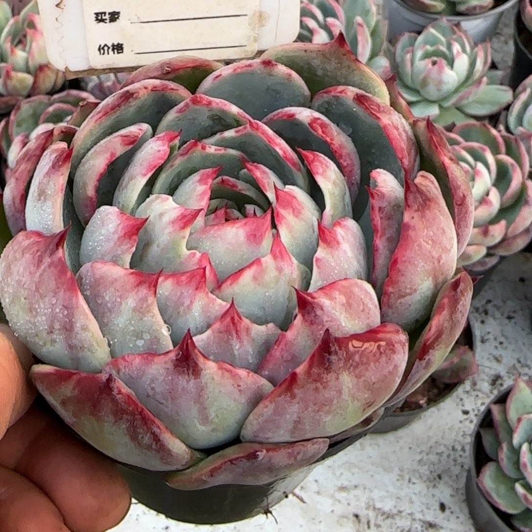 佐***人惊鸿一物一拍包装收缩花旱961