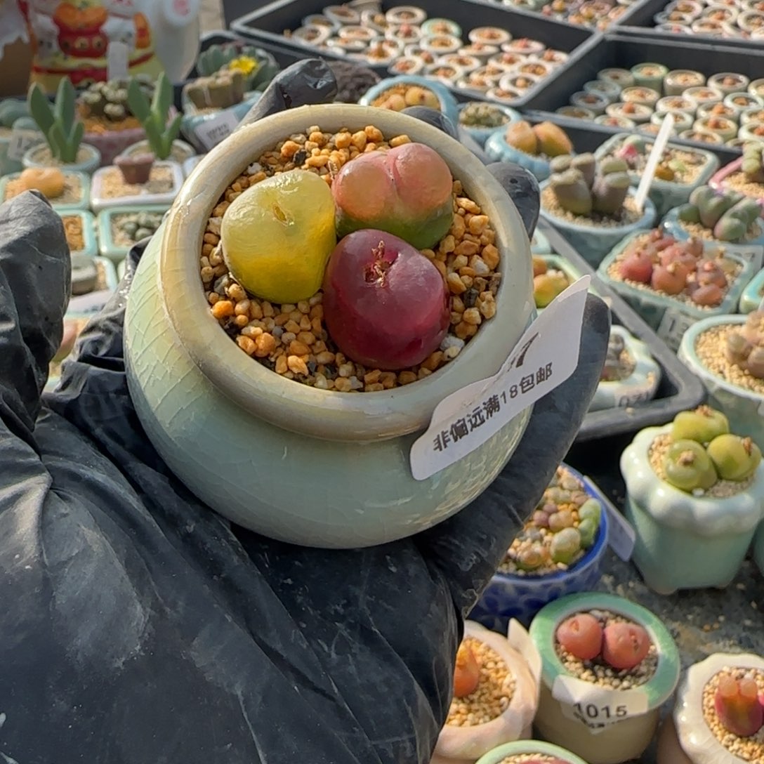 1737--一物一拍 带盆