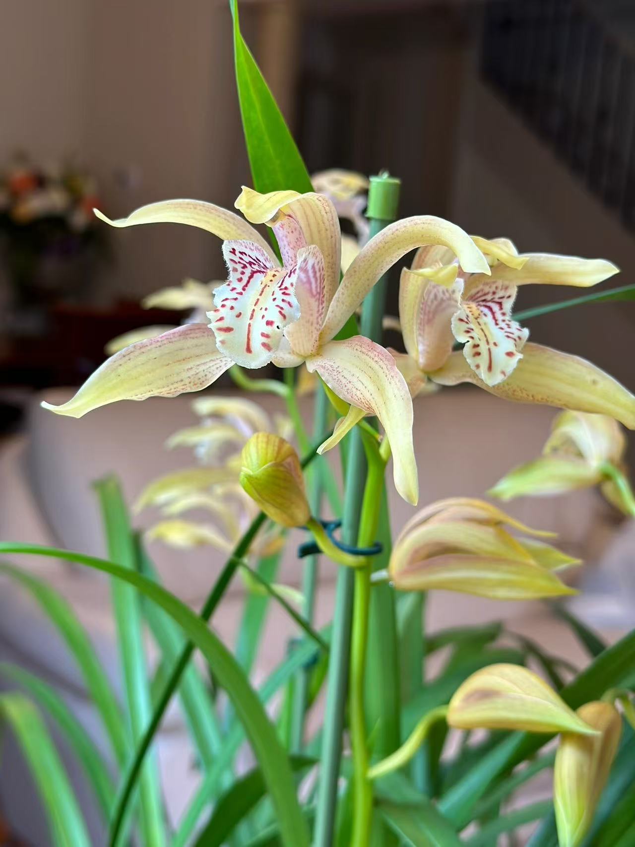 云南兰花绿植（一物一拍1号链接）素花奇花艺草浓香发苗快