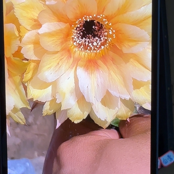 仙人球彩草侧芽歪血莺