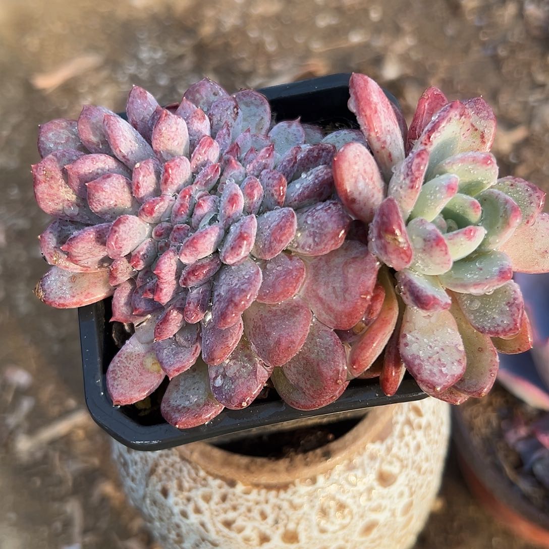 多肉植物多肉植物