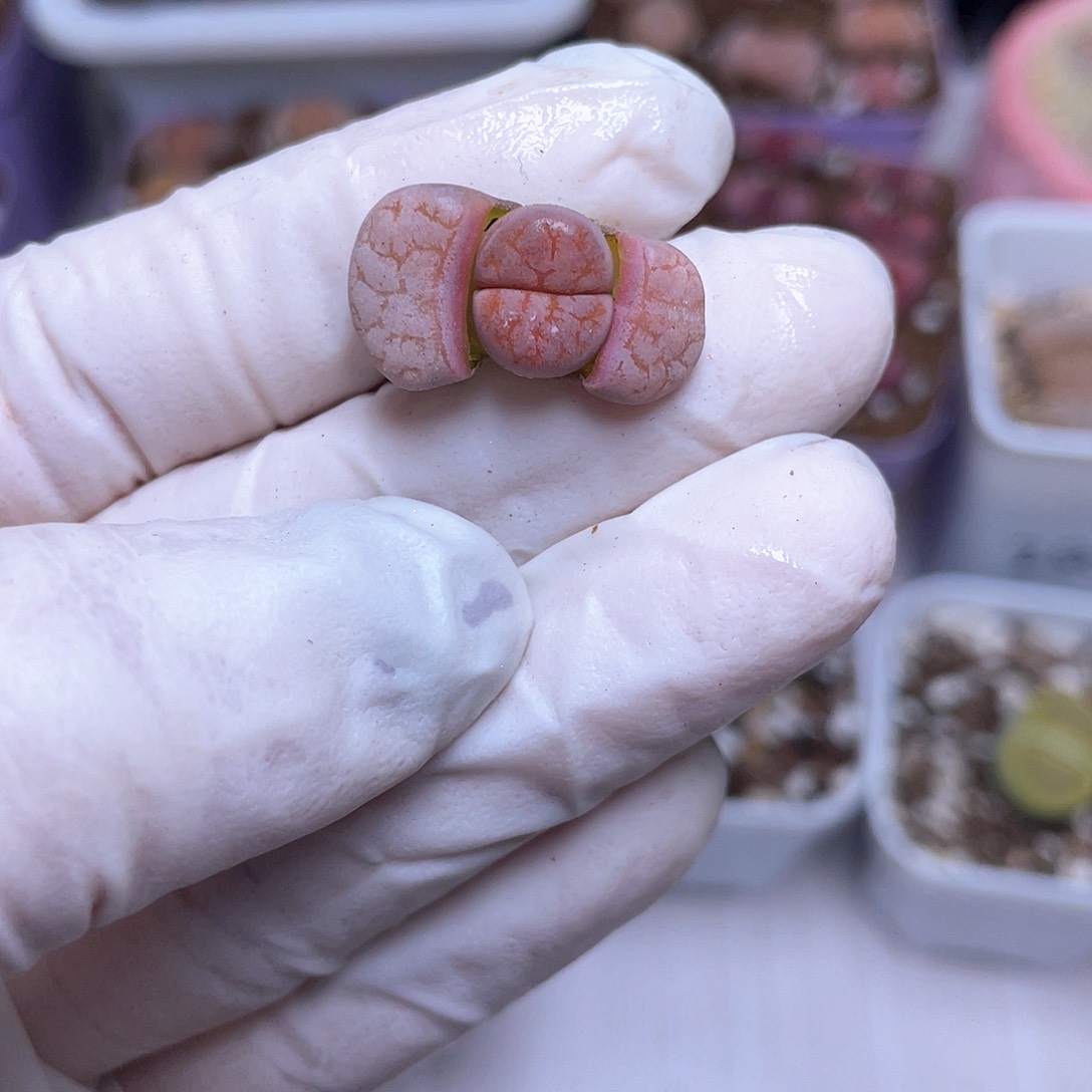 136号 拿铁8888888