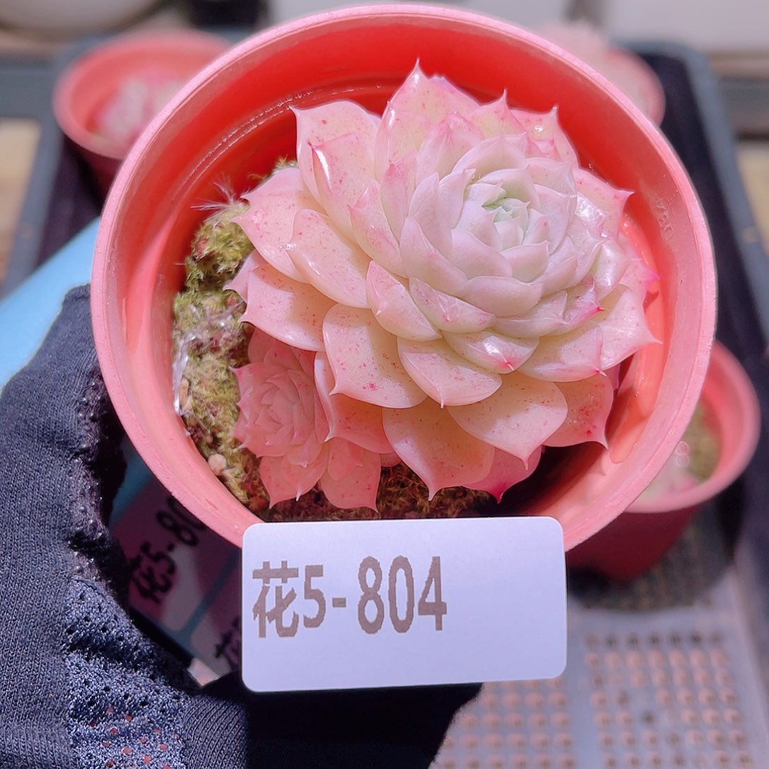 花利美5-804麦秆