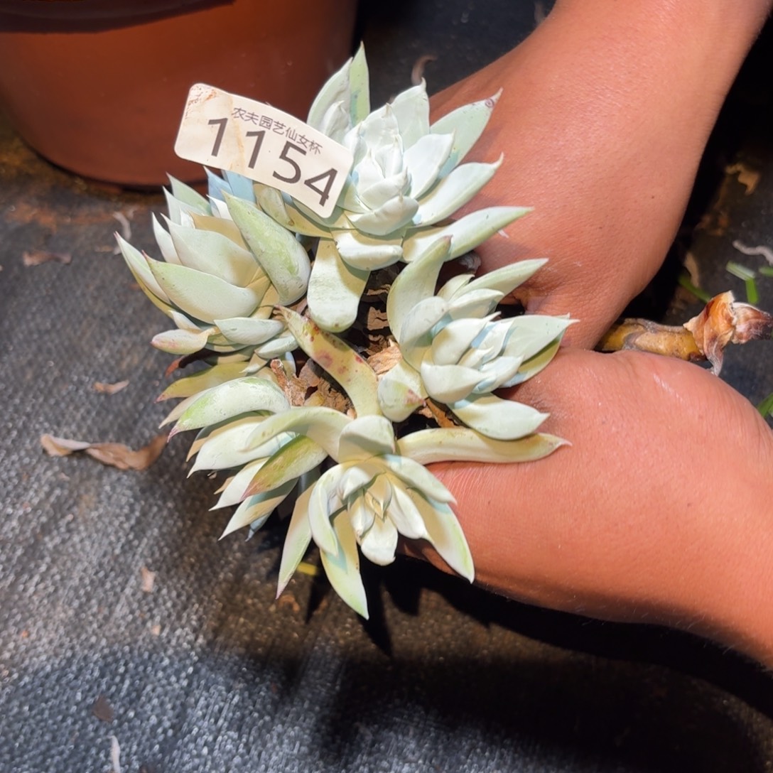 逐***光3代新品杂交仙女杯多肉