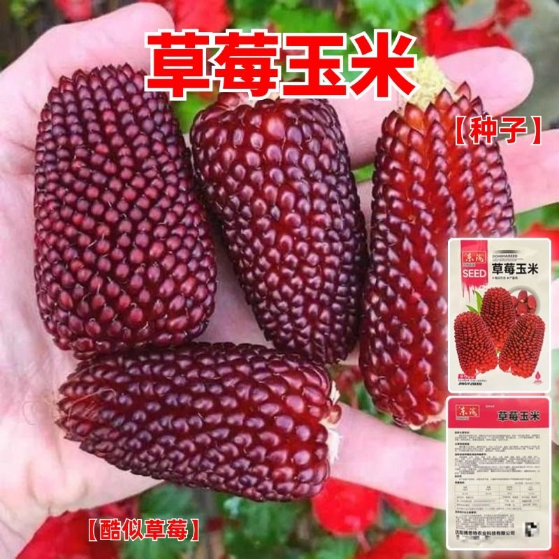 草莓玉米种籽文玩玉米种子菠萝水果玉米棒子原装四季蔬菜种子大全