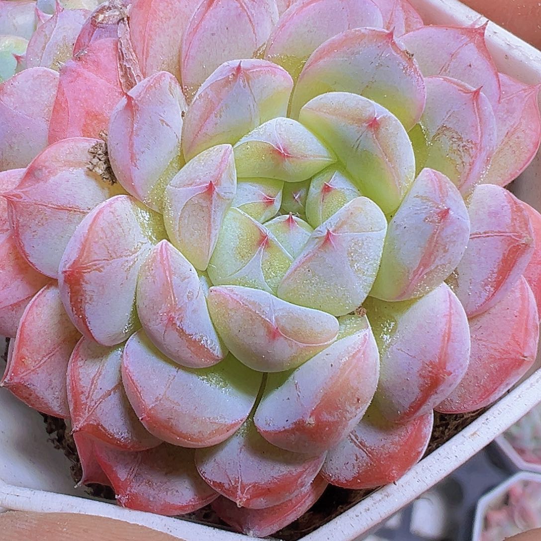 双头樱花冰魄19包邮多肉