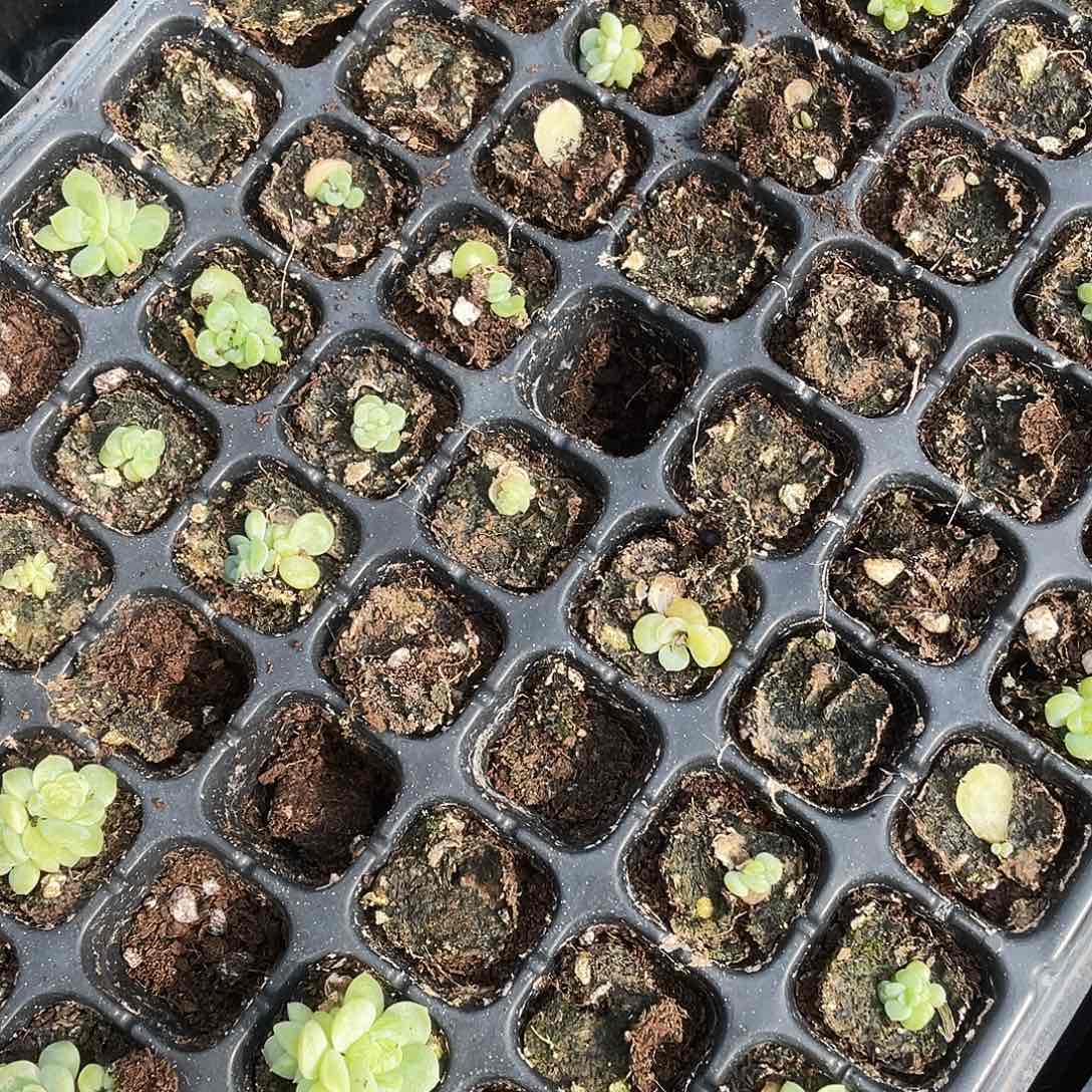 白冰中苗穴一个满25包邮