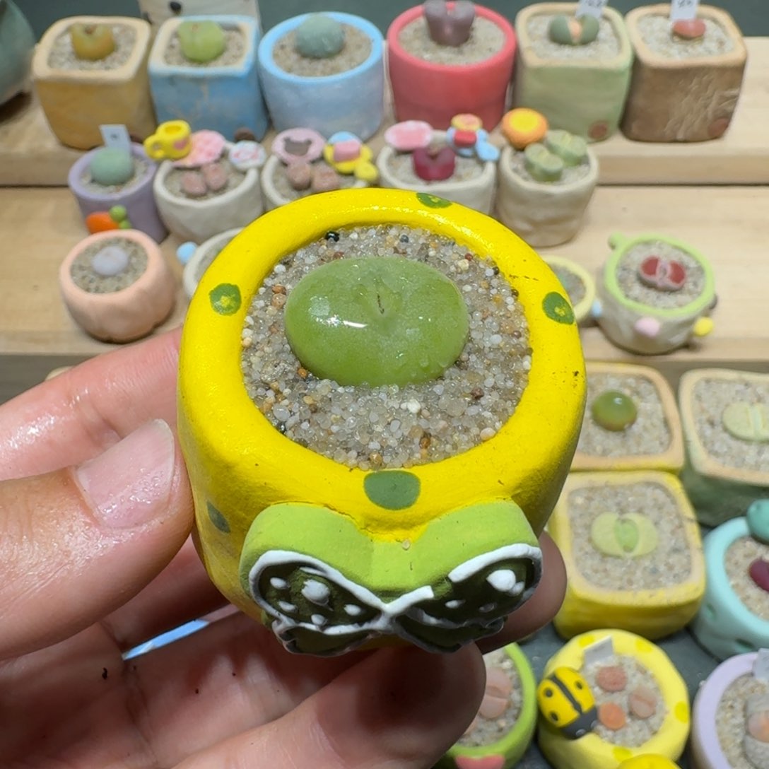 红陶蘑菇1186空卡