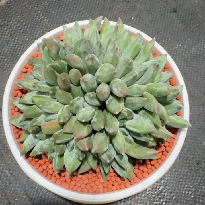 多肉植物重楼缀化