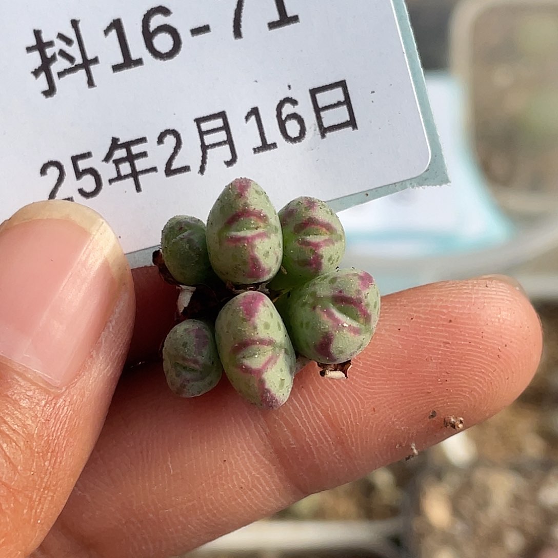 用****416-71肉锥多肉植物