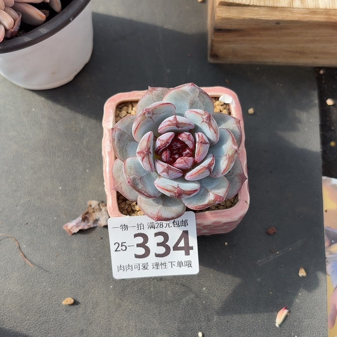 猩红之月无盆土发货无