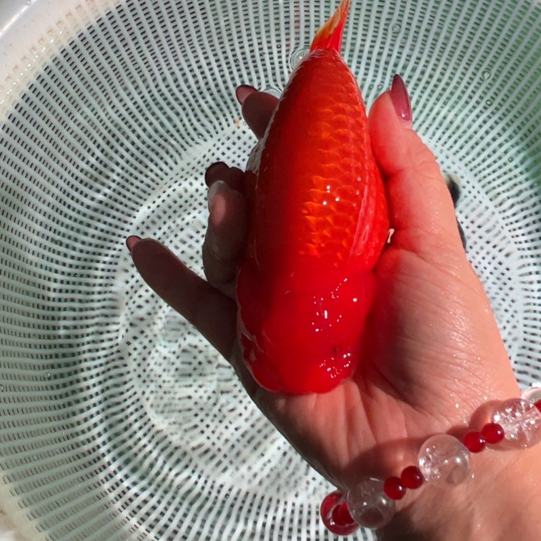 老***生金鱼潘氏金鱼兰寿金鱼