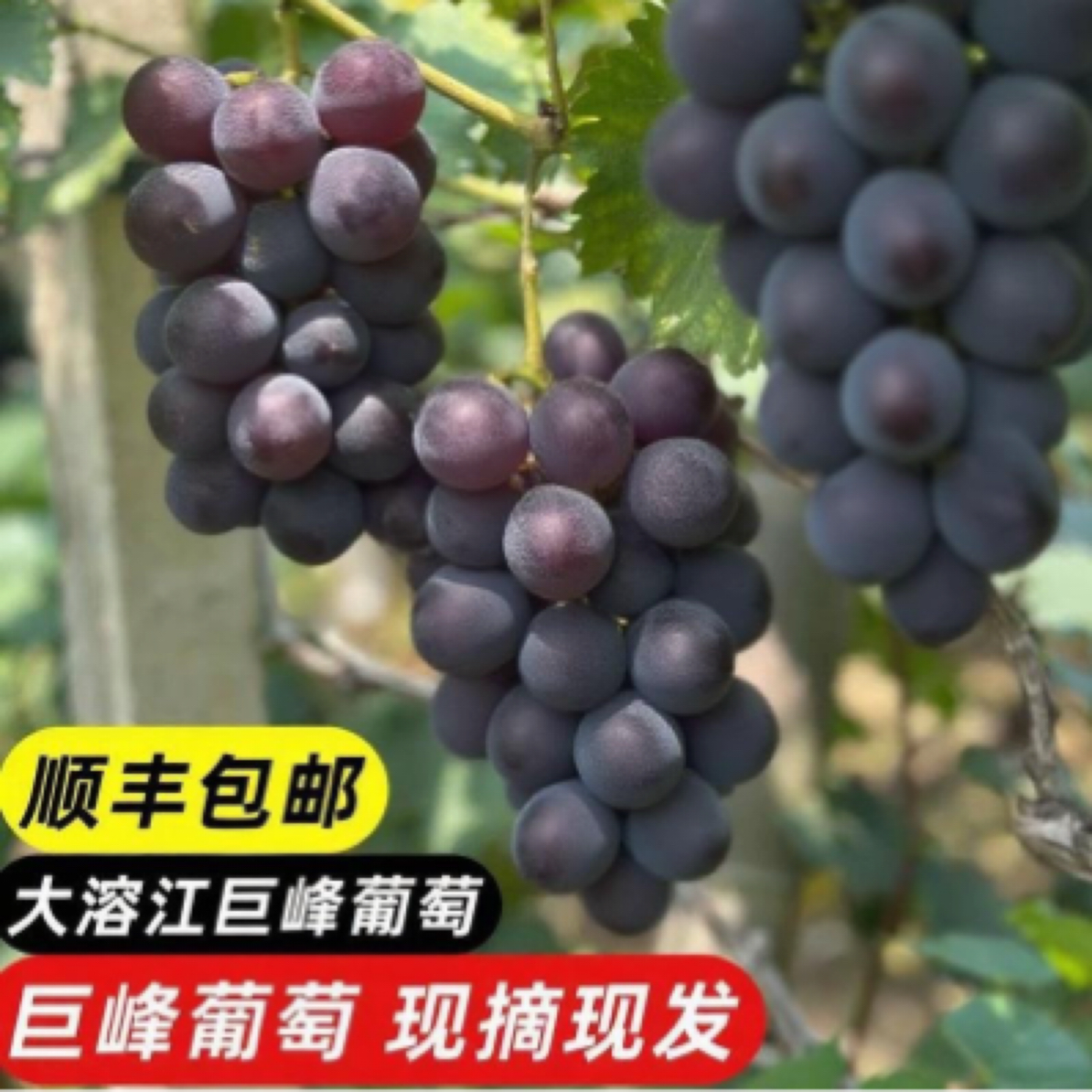 【顺丰包邮】溶江巨峰葡萄自然成熟新鲜果园直发夏季水果整箱发货
