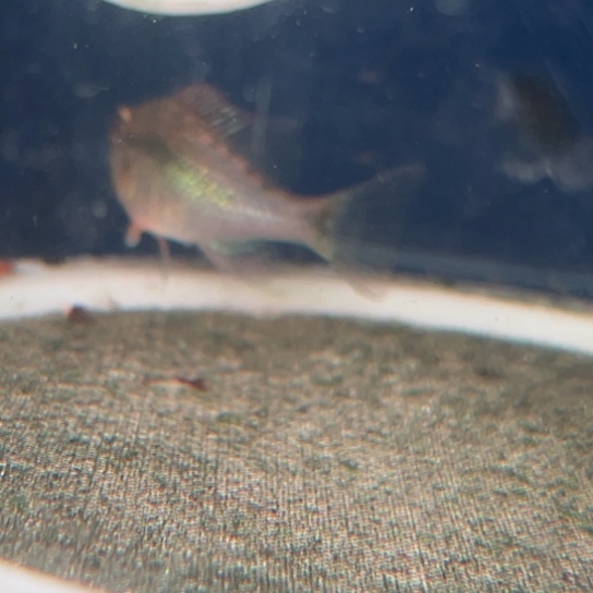 慈鲷鱼4+黄金鹅头1只