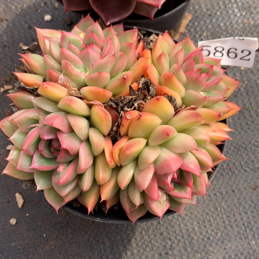 5862新年快乐发发发