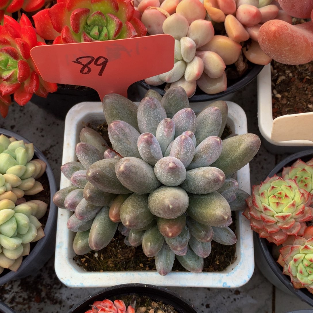 乌拉奶727272727272