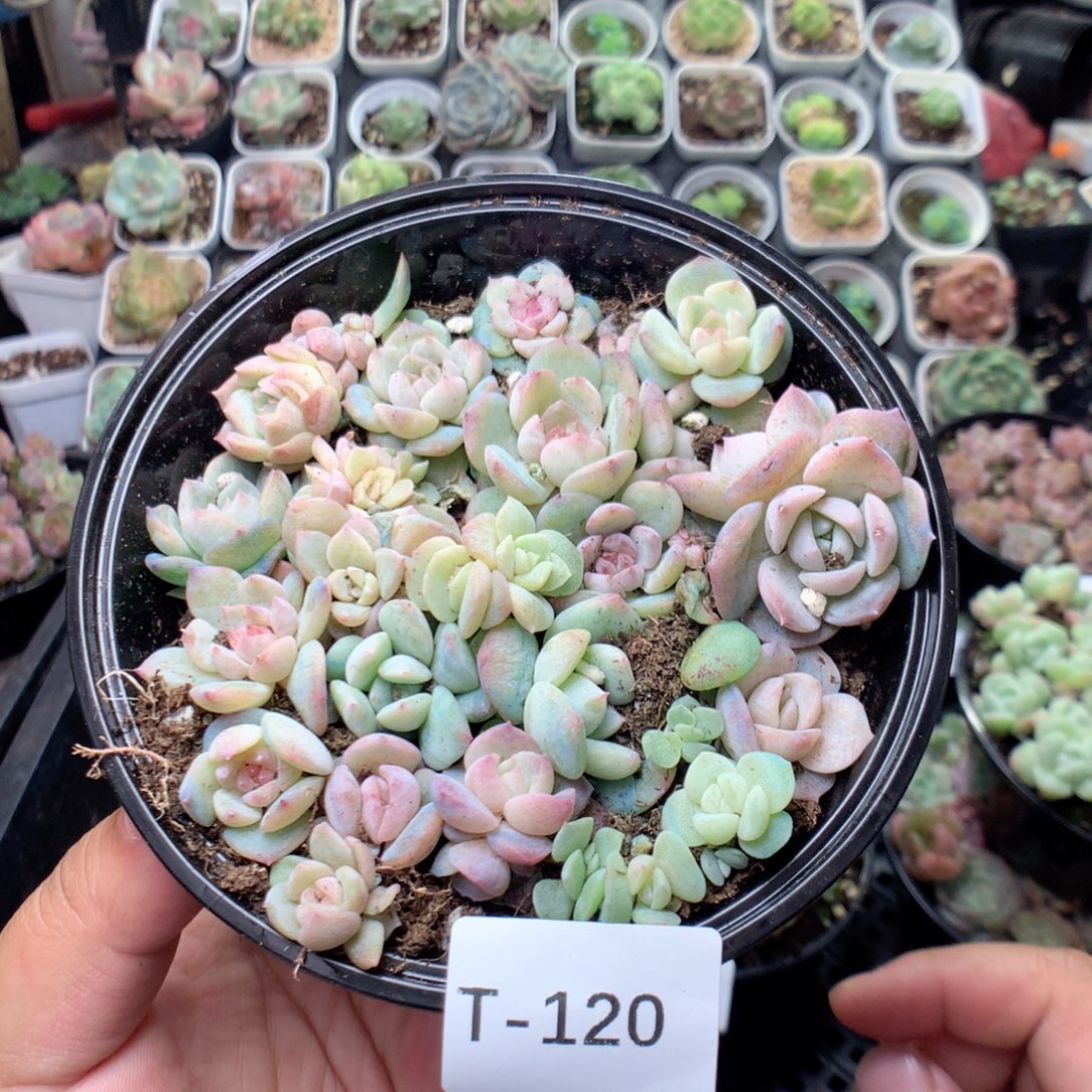 无花朵T120英语英语
