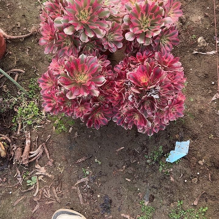 不包侧枝一物一拍29