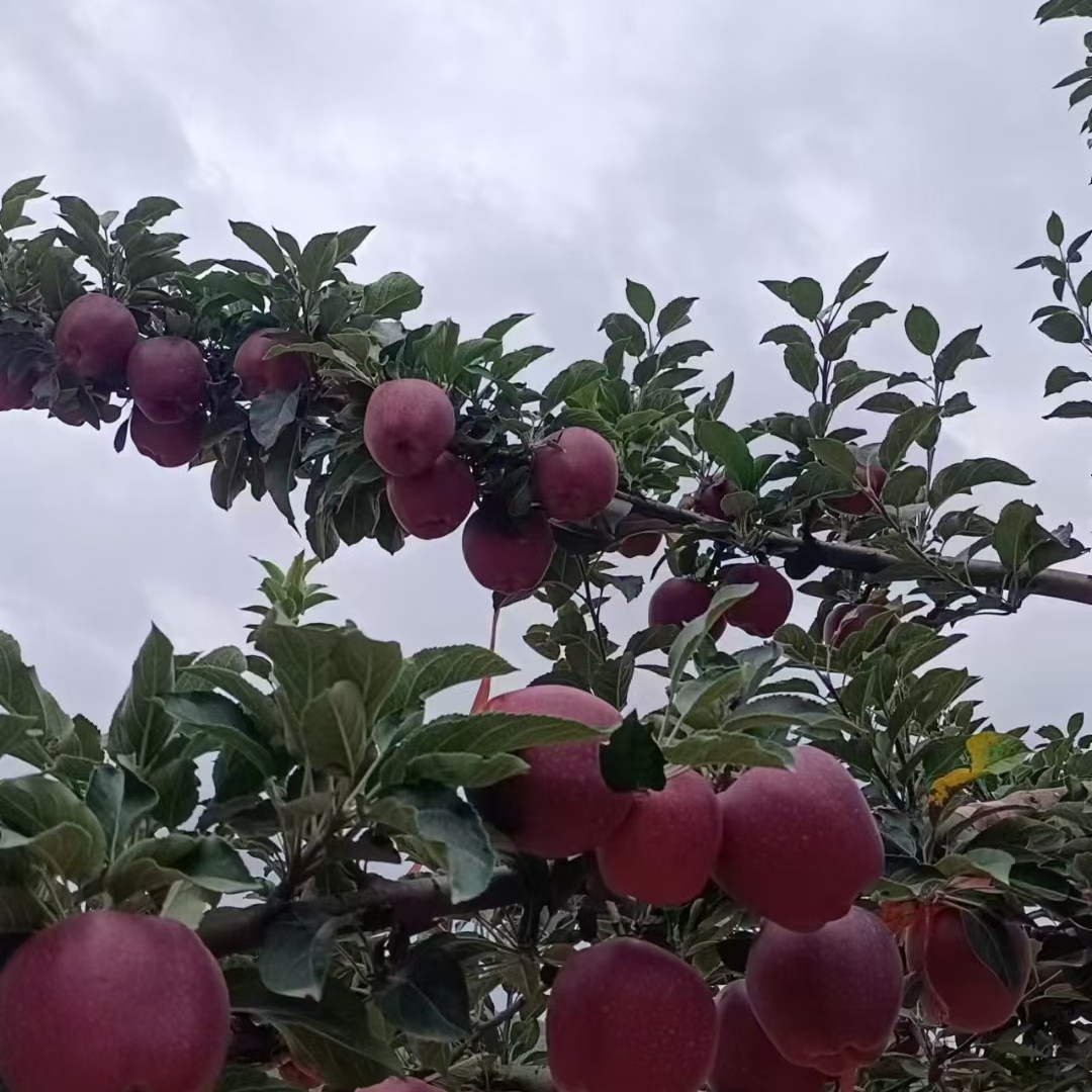 天水花牛苹果 5-12斤装