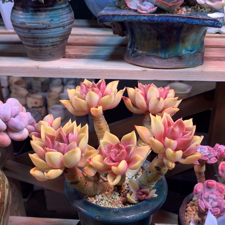 紫气东来zzzzzzzz