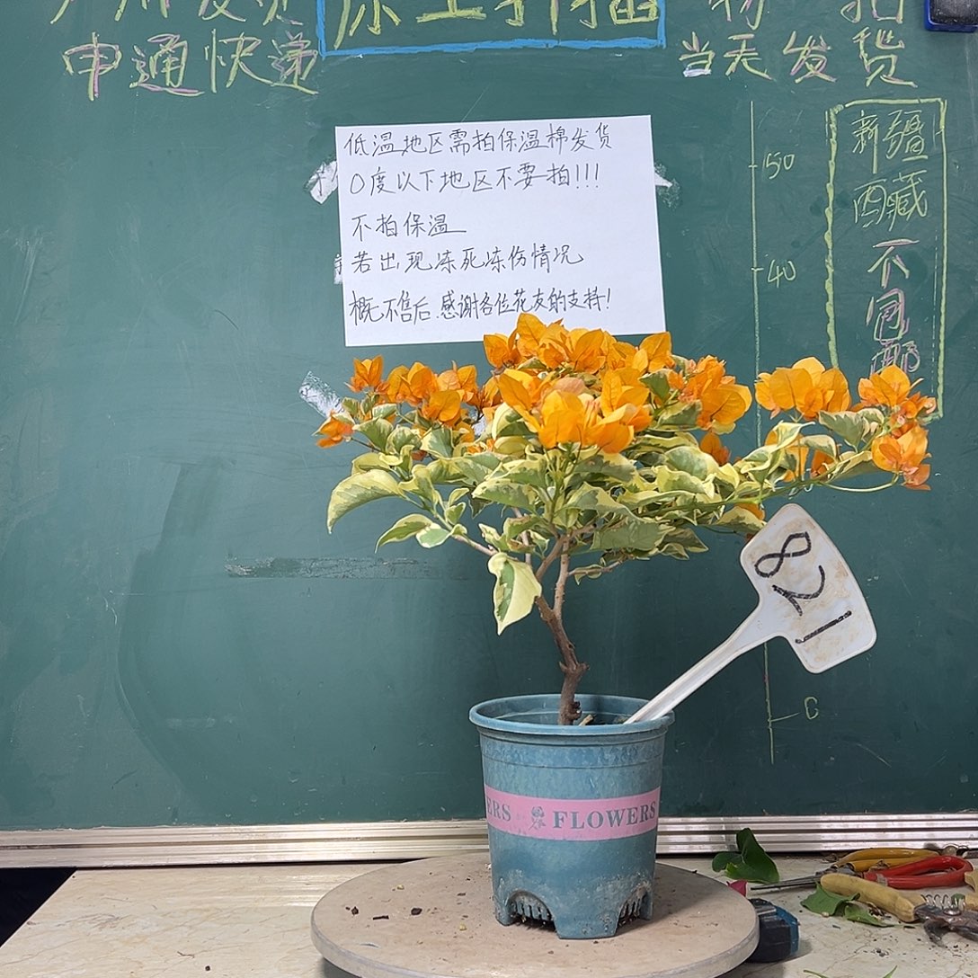 完全开放金边黄 有瑕疵 821