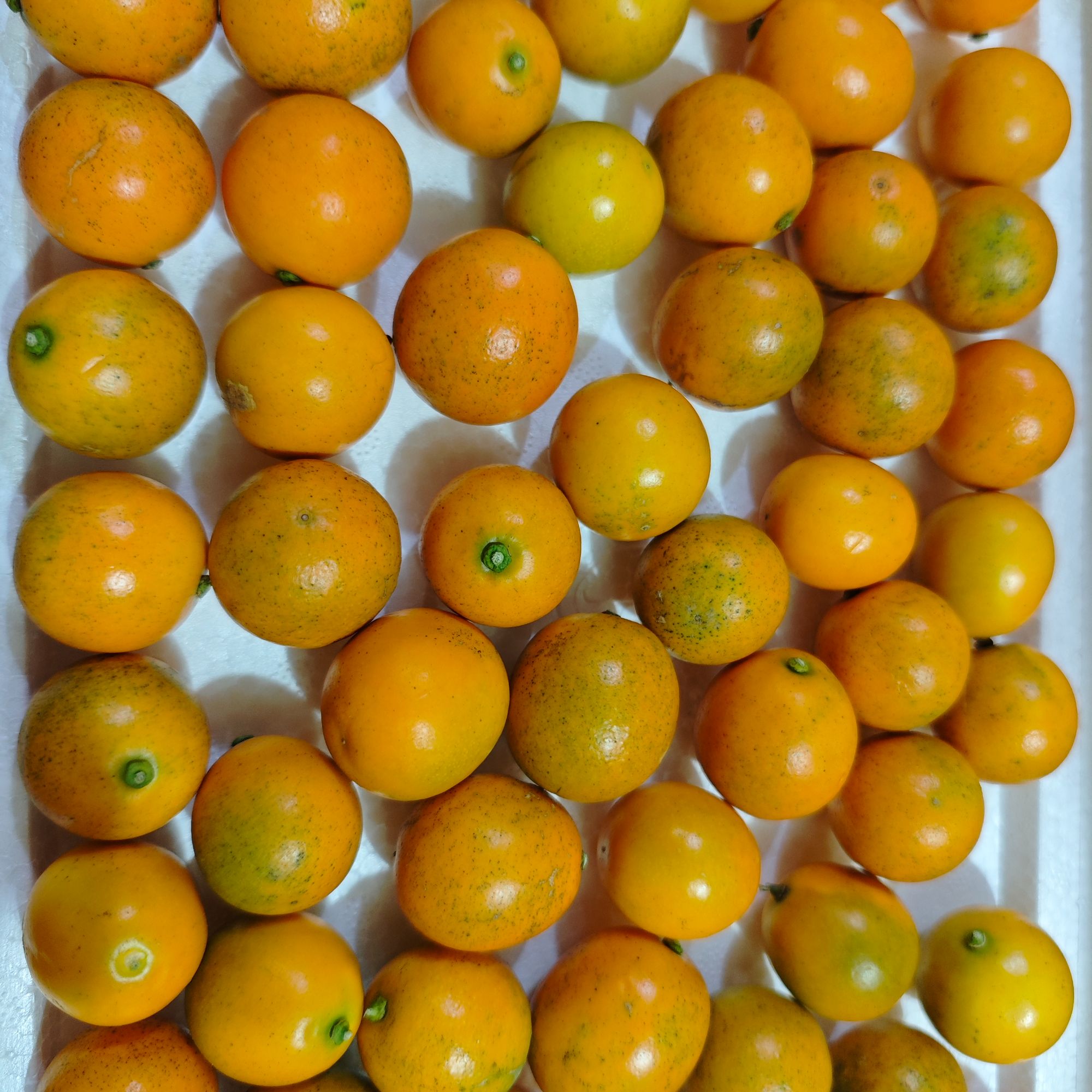 广西正宗脆皮金桔皮薄果肉厚实口感绵密