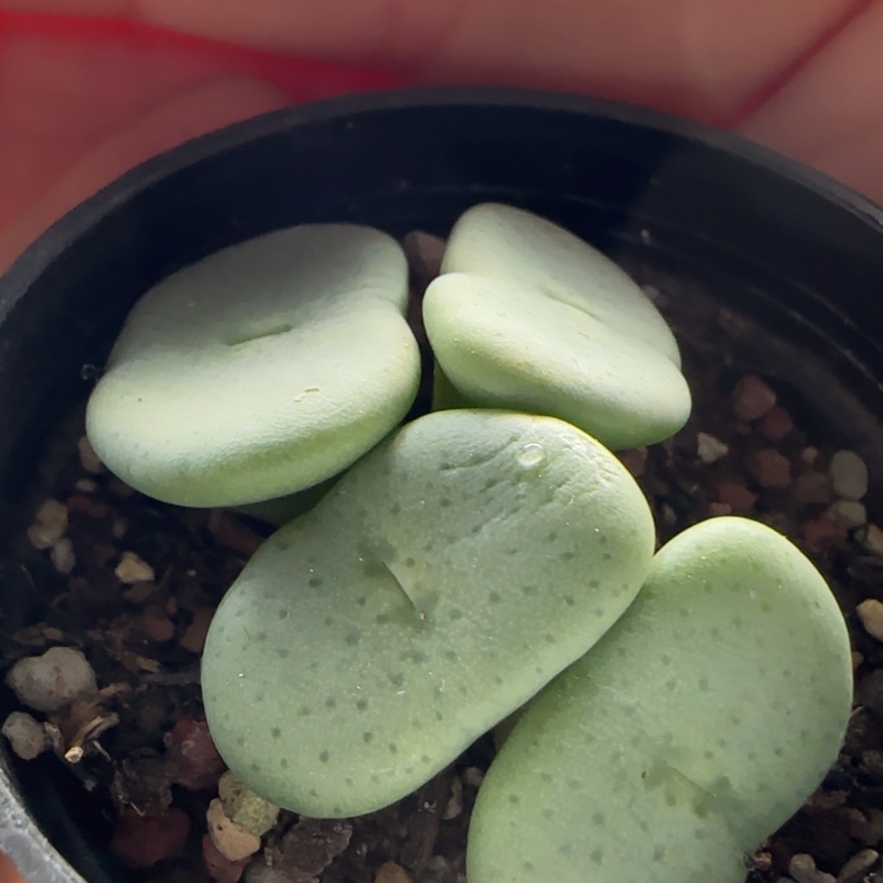 【闪购商品】1014酒杯肉锥    