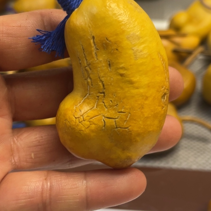 一***鱼葫芦哈哈哈哈哈哈好吧