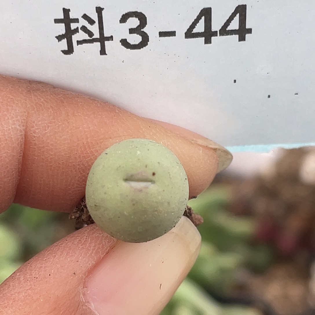 3-44鸭嘴兽苗肉锥