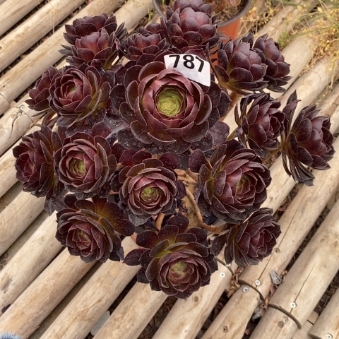 赤焰莲多肉植物法师不包损