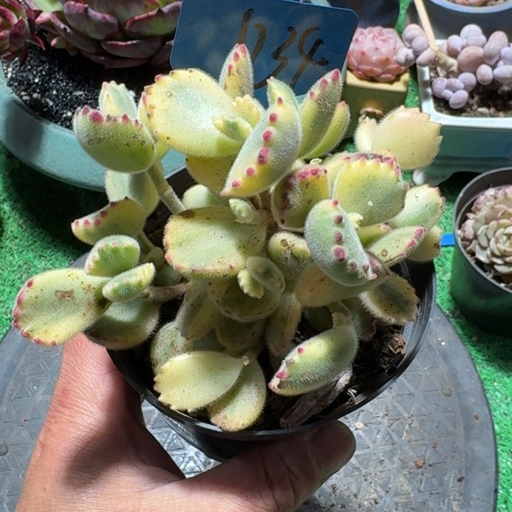 1134号白熊锦红红火火