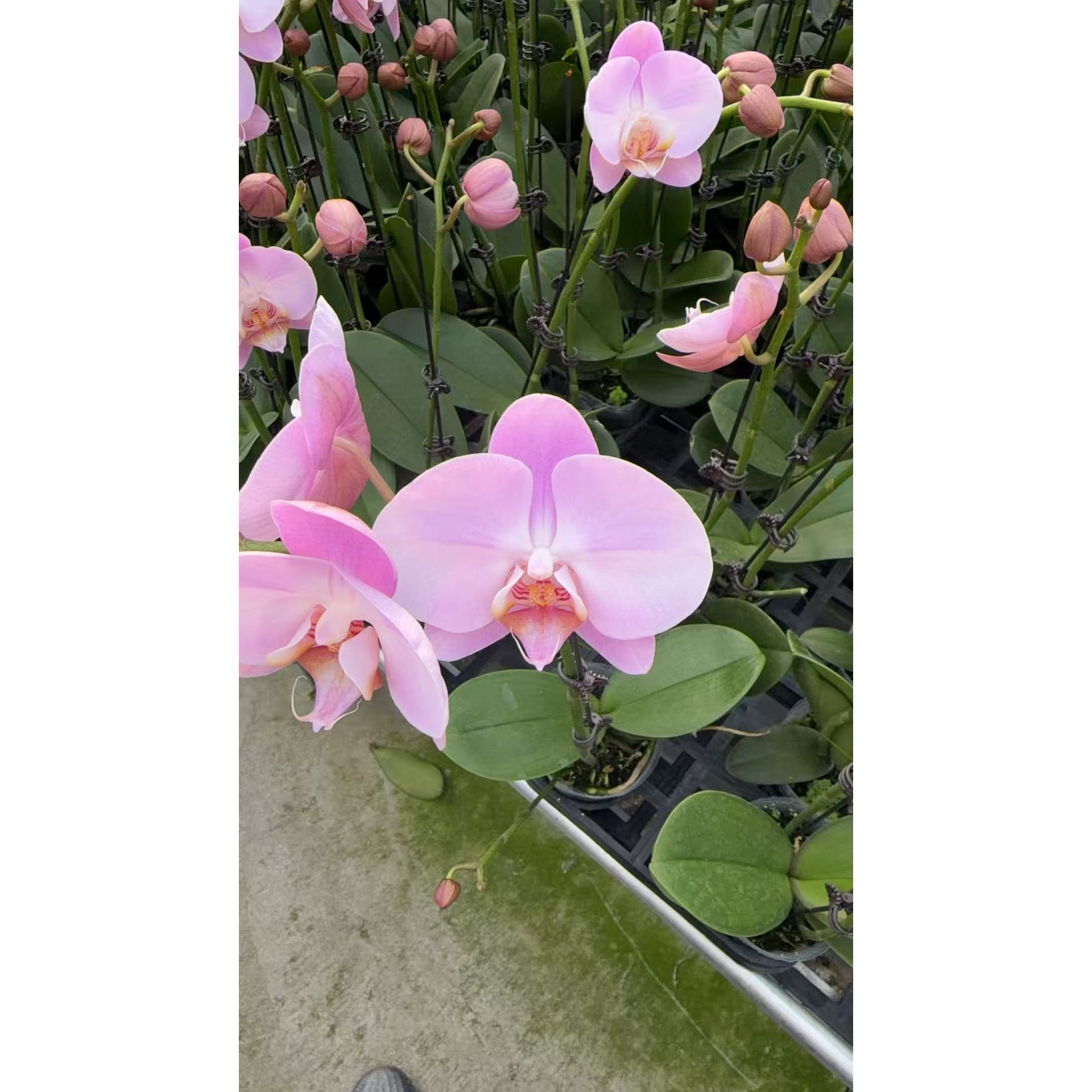 【威尼斯】精品蝴蝶兰四季开花花期长室内绿植盆栽