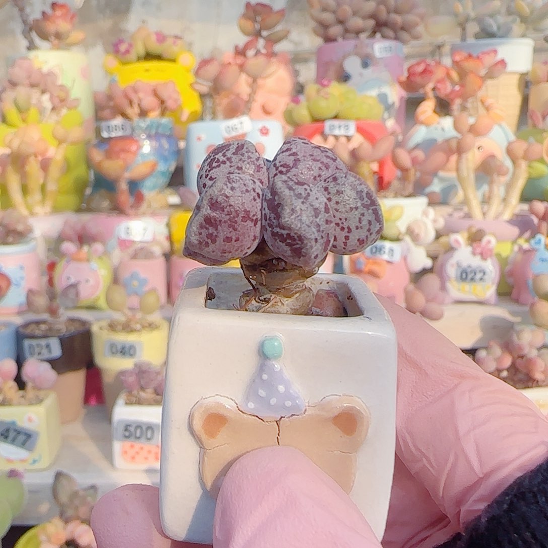 巧***_L 小树造型海豹 盆口2.5cm