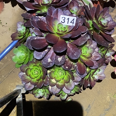 多肉植物法师314黑寡妇丛林母本砍过