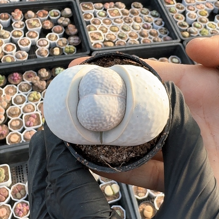 生石花1111。    110