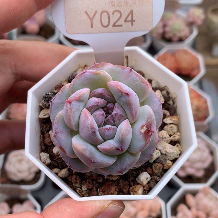 0024琉璃盏4厘米