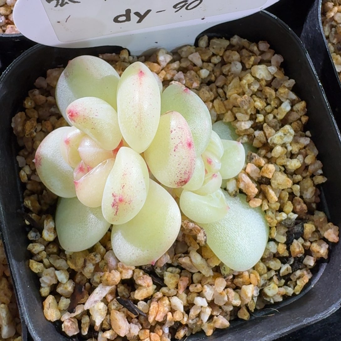 0129-090-芳草16双头