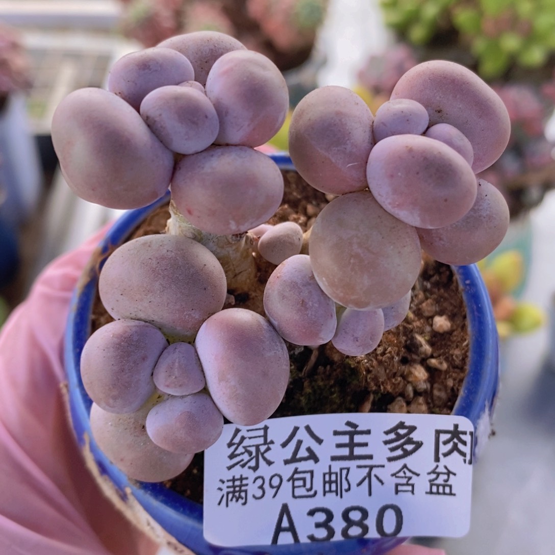 芭比奶洛7cm380多肉植物