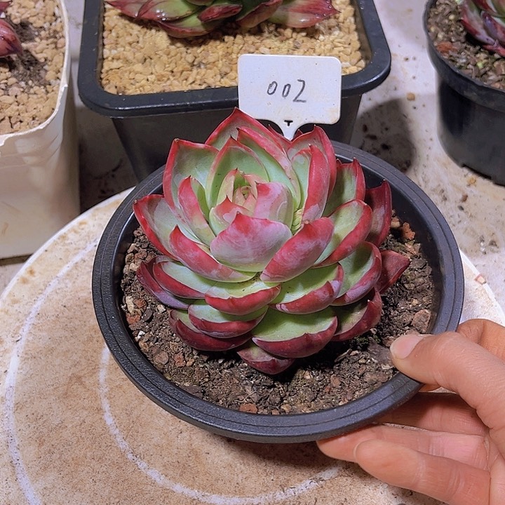 惊鸿仙子多肉植物02