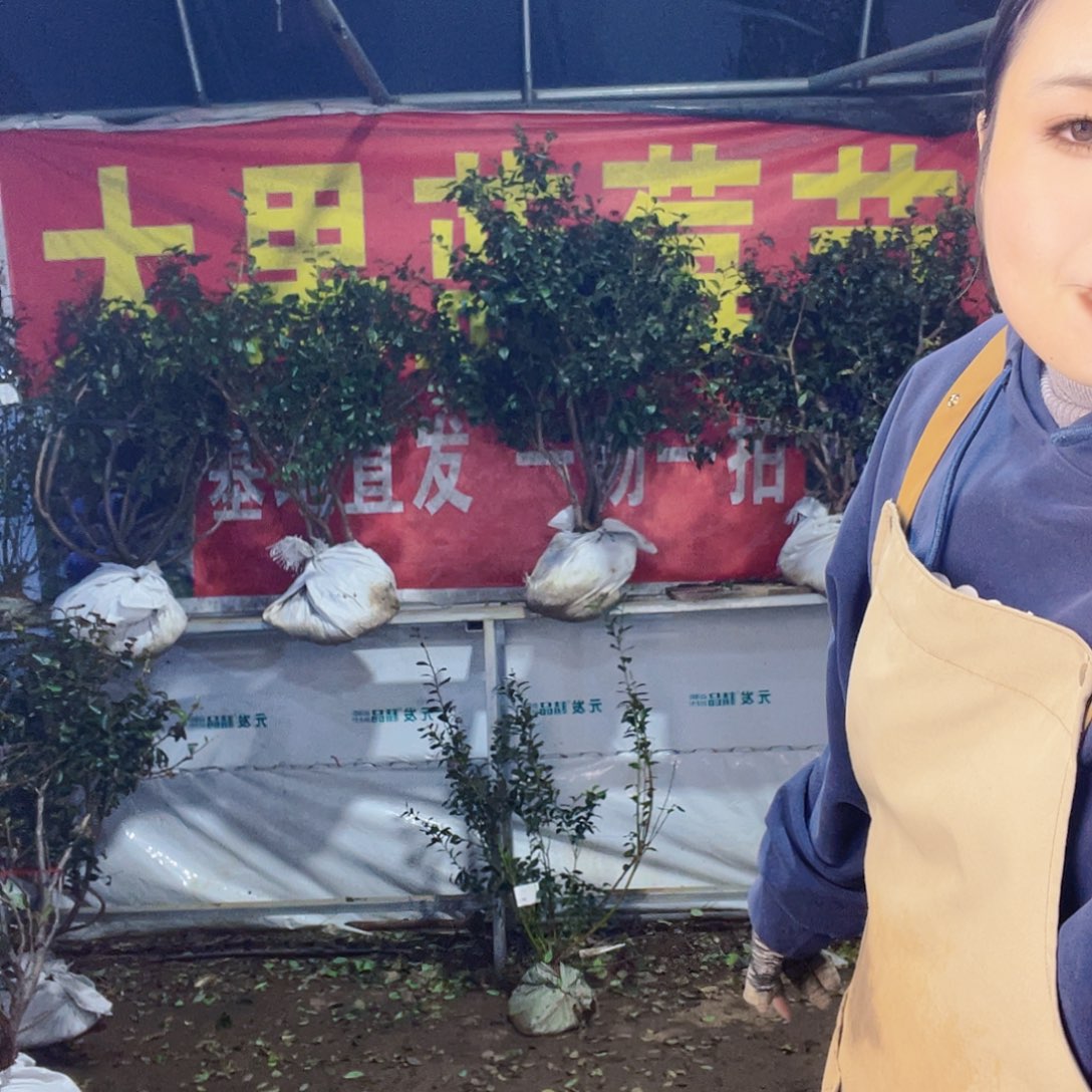 完全开放大果纯甜可口蓝莓