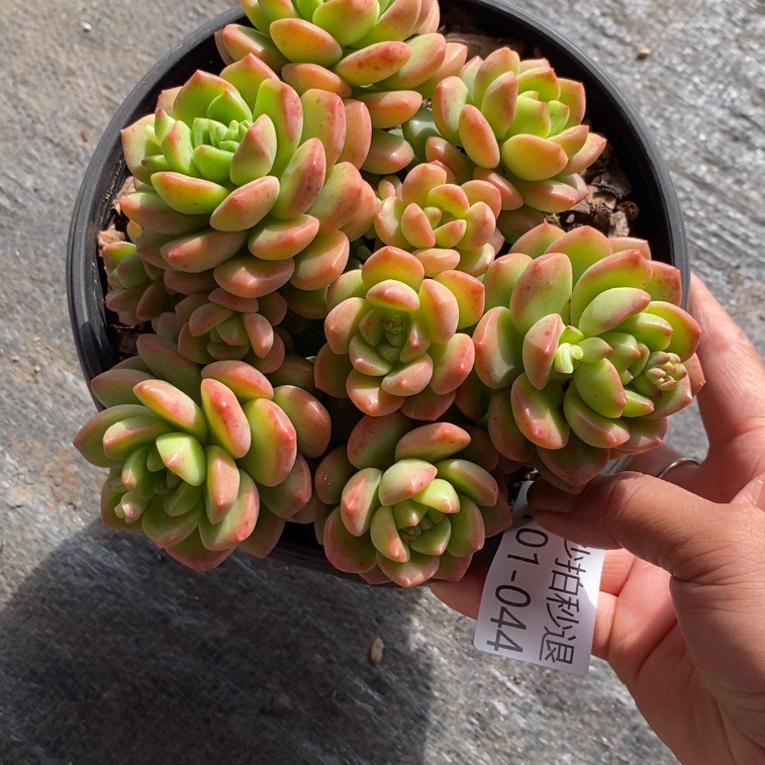 两单包邮0101-44阳光玫瑰