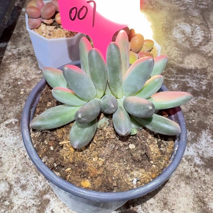 007无名氏新号福利价