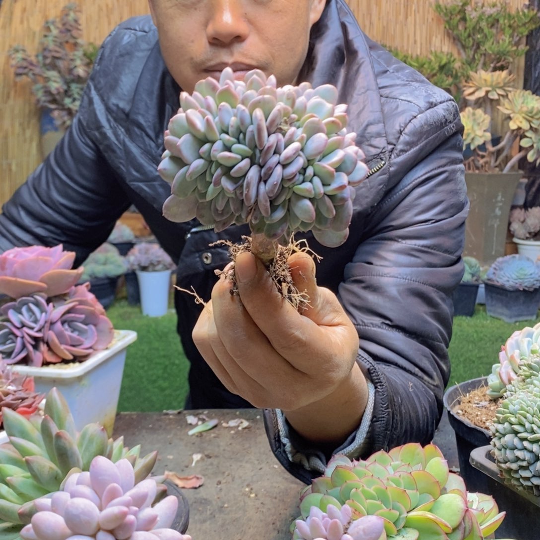 李*cC316玛瑙多肉植物